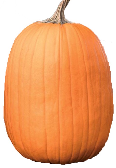 large pumpkin.jpg