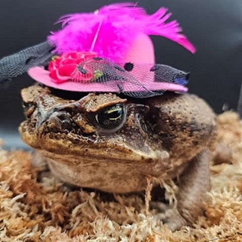 cheeseburger the frog