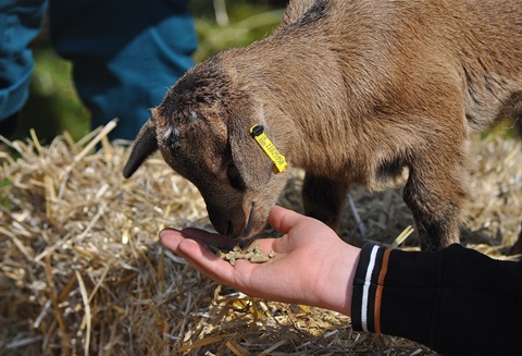 hand feeding a goat