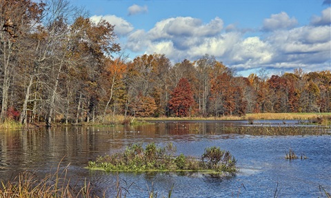 photograph of a great swamp