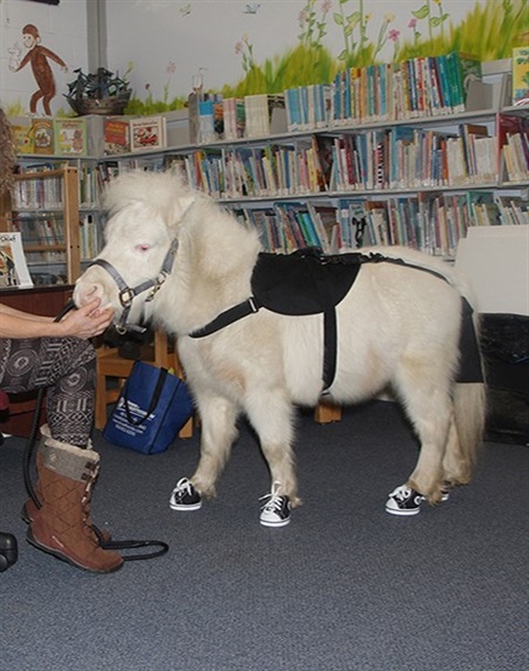 miniature therapy horse in library.jpg