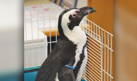 Penguin.jpg